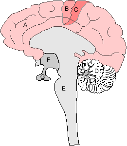 structure of the brain
