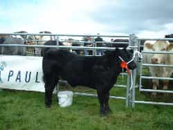 A nice black calf