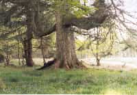 The eartwatch tree