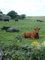 Islay Cattle